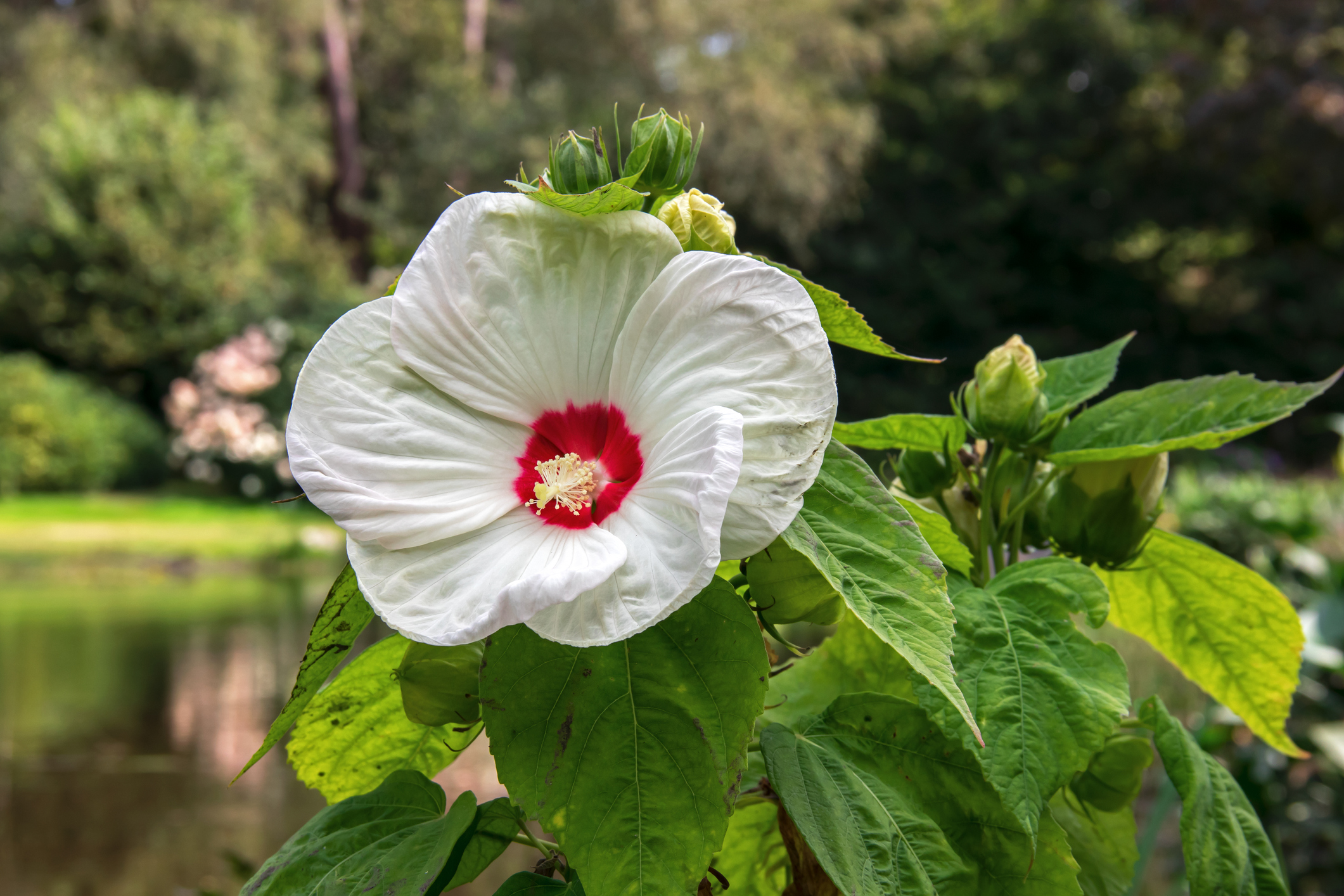 Ιβίσκος του Βάλτου (Hibiscus moscheutos)