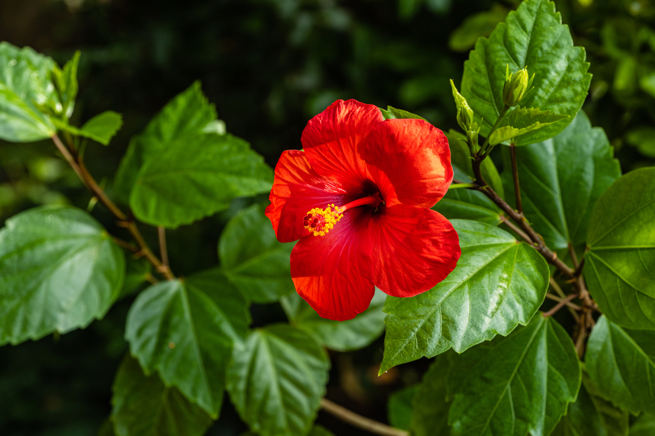 Hibiscus rosa-sinensis - Κινέζικο τριαντάφυλλο