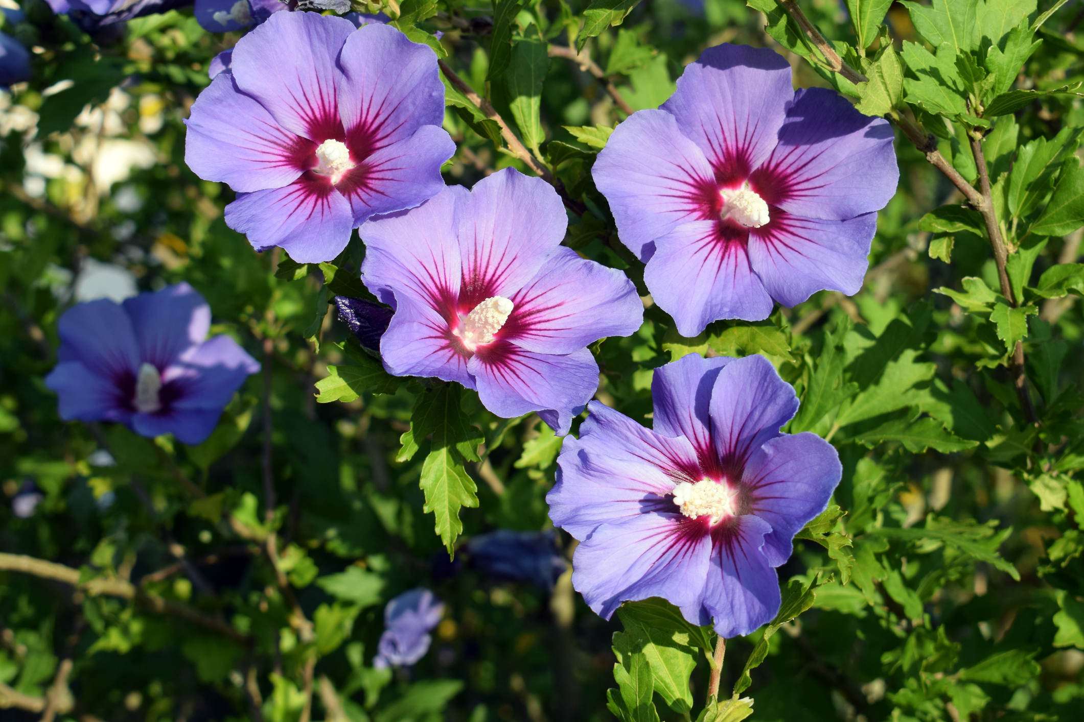 Συριακός Ιβίσκος (Hibiscus syriacus)