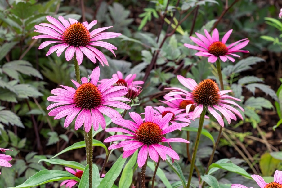 Το φυτό Echinacea purpurea