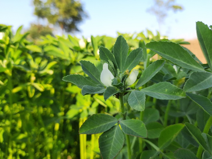 Το βότανο τριγωνέλλα (Trigonella Foenum Graecum) που αναπτύσσεται στη φύση