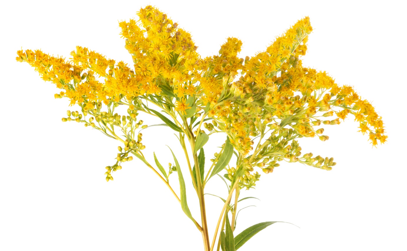 Solidago virgaurea - Χρυσόχορτο