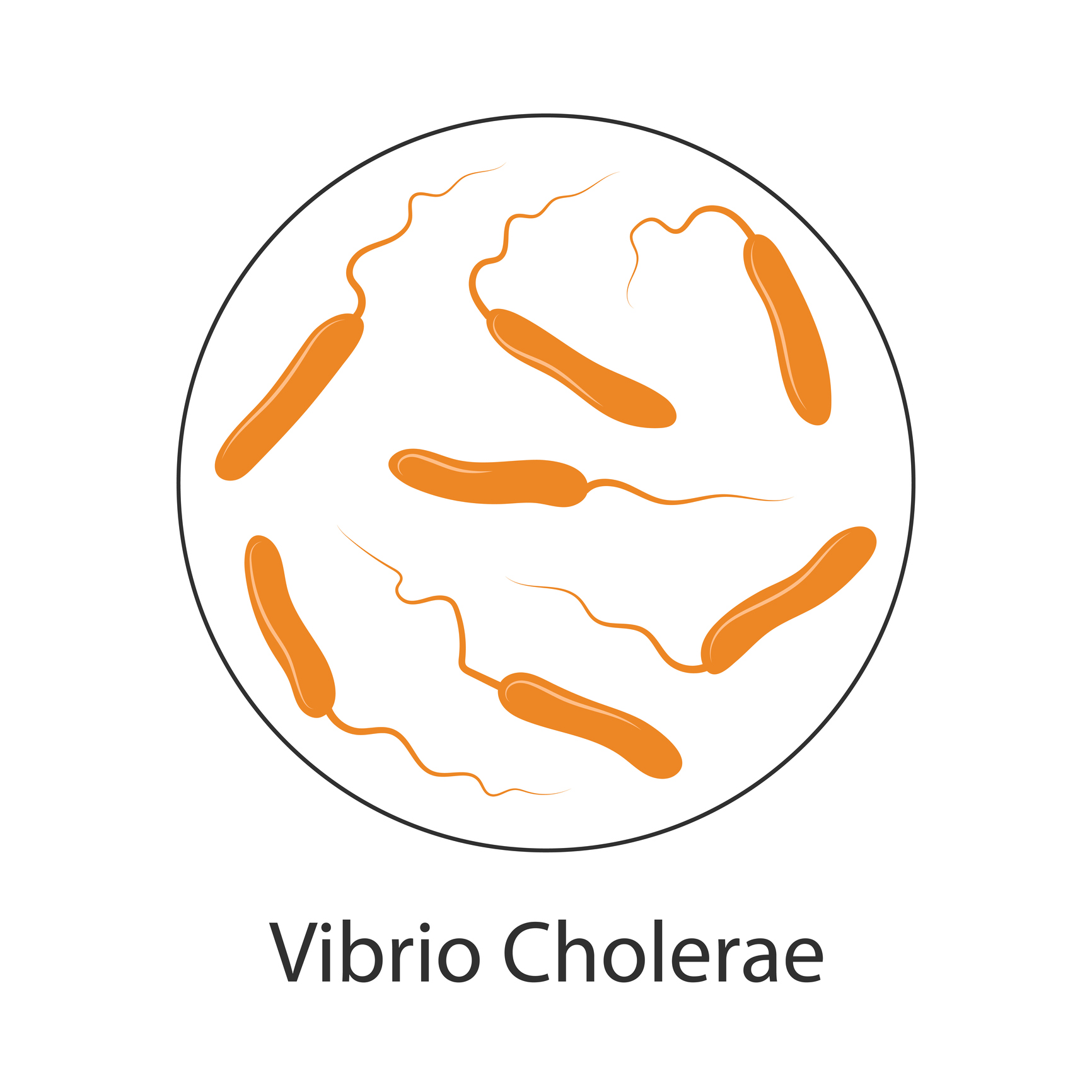 Βακτήρια χολέρας Vibrio cholerae