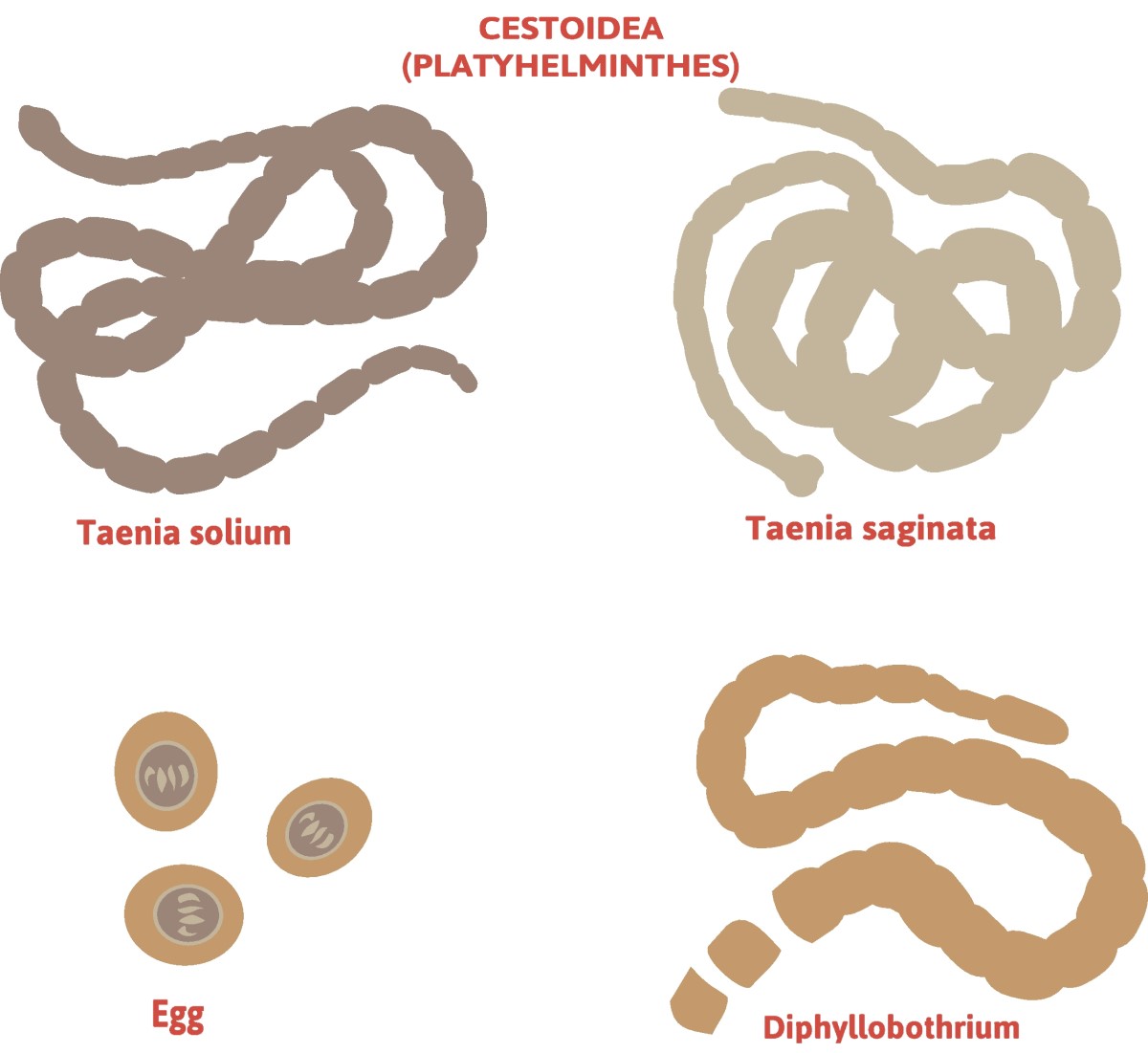 Taenia - διαίρεση των ταινιοσκωλήκων - Taenia solium (μακρόστενος ταινιοσκώληκας) + Taenia saginata (ανυπεράσπιστος ταινιοσκώληκας)