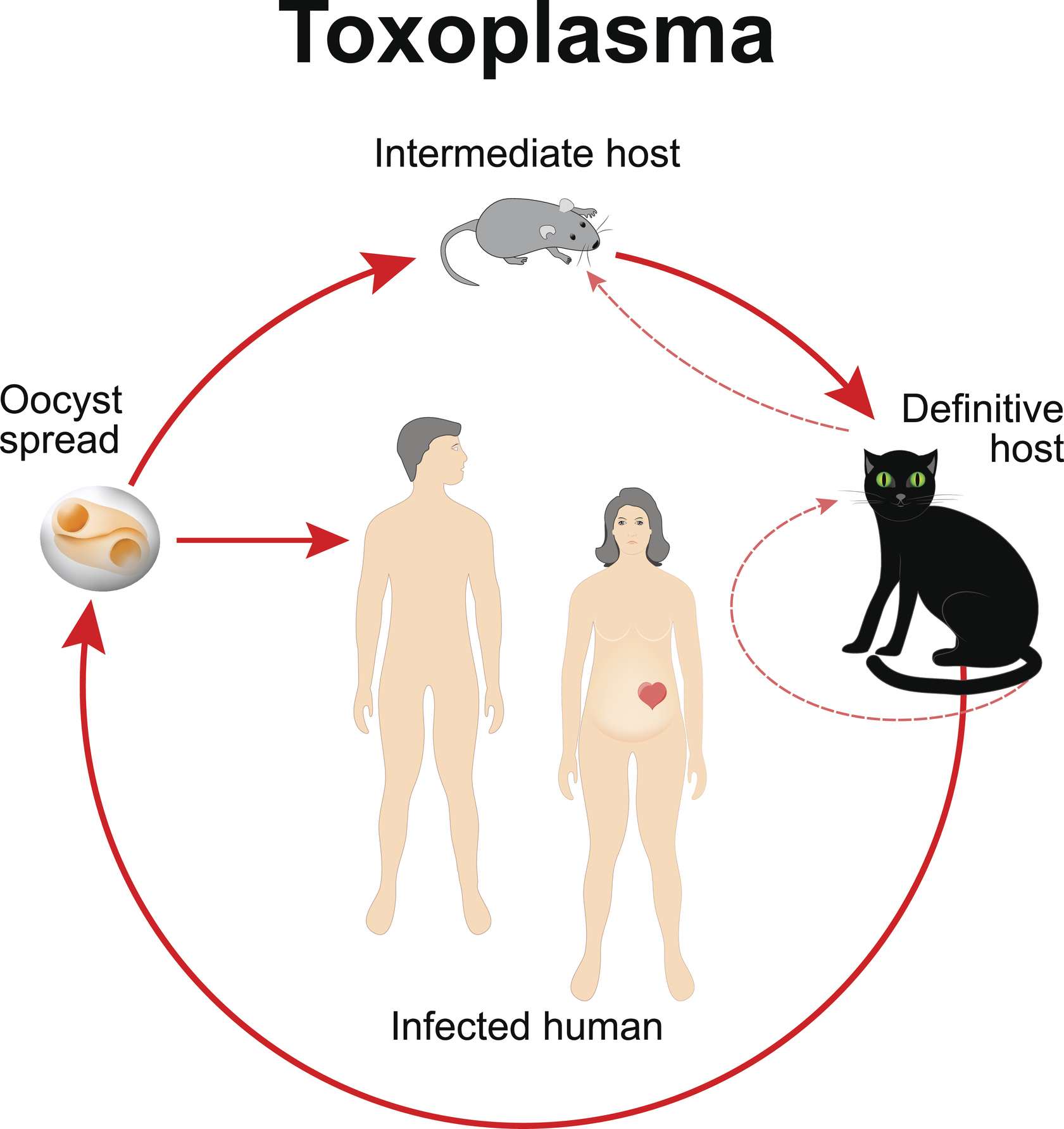 Κύκλος ζωής του Toxoplasma gondii