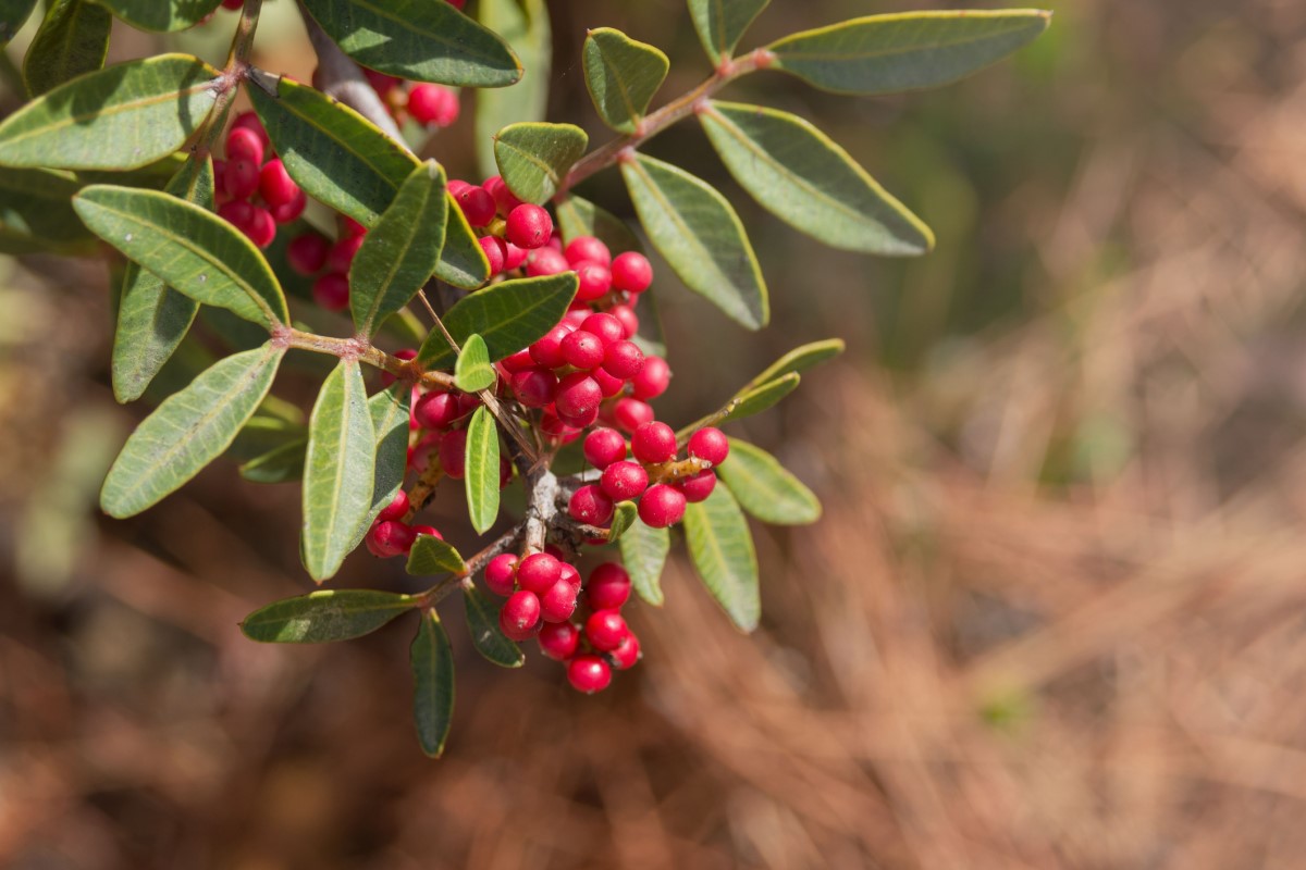 Η Pistacia mastix (P. lentiscus) είναι ευρέως διαδεδομένη ως δέντρο ή θάμνος, ιδίως στις παράκτιες περιοχές της Μεσογείου.