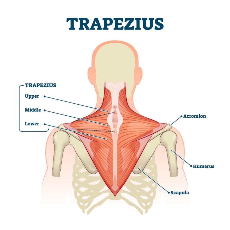 Τραπεζοειδής μυς (musculus trapezius) - η άνω, η μέση και η κάτω ίνα του μυός. Ακρώμιο (η απόφυση της ωμοπλάτης πάνω από την άρθρωση του ώμου, Humerus - βραχιόνιο, Scapula - ωμοπλάτη).