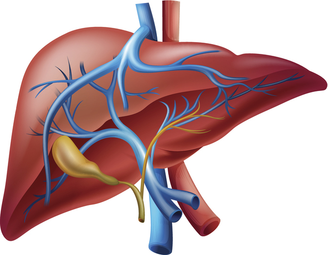 Μοντέλο ήπατος και πυλαίας κυκλοφορίας