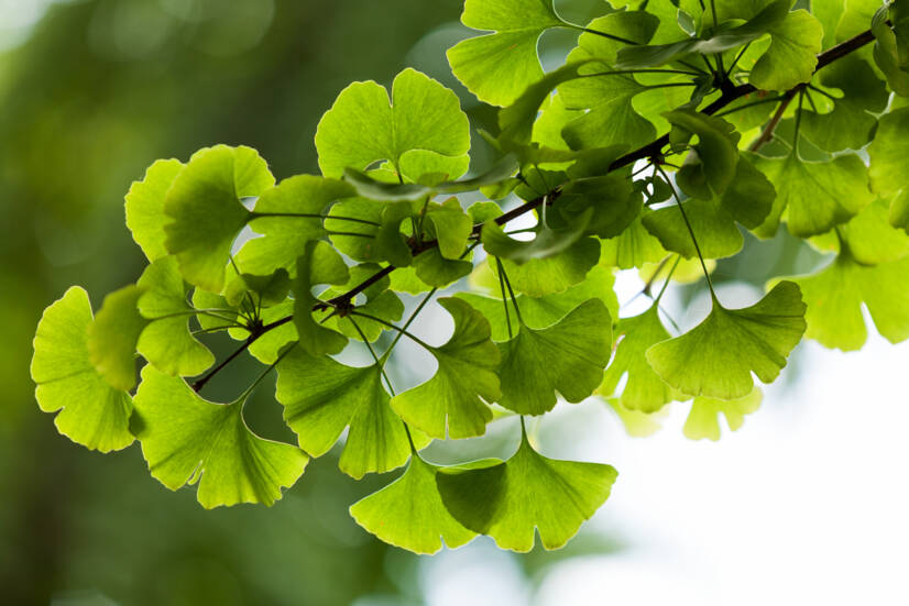 Ginkgo biloba: Ποιες είναι οι επιθυμητές και ανεπιθύμητες επιδράσεις του; Προάγει τη μνήμη;