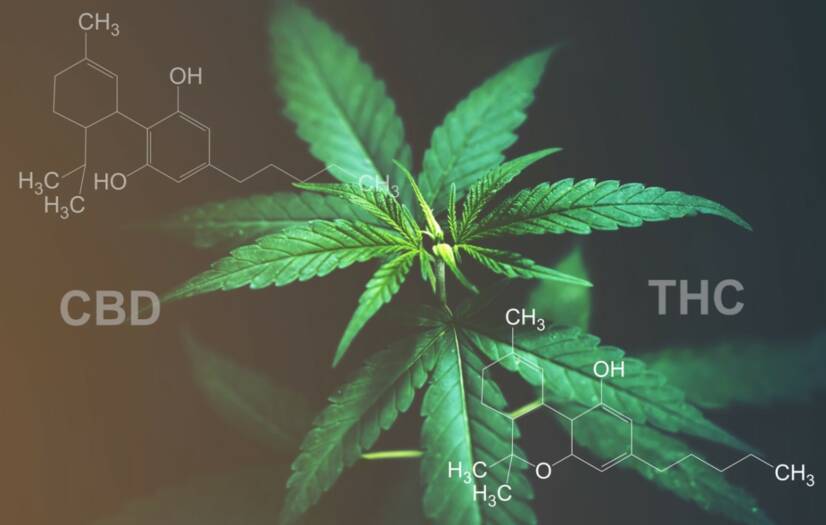 CBD έναντι THC: Γνωρίζετε τη διαφορά στις επιδράσεις και τις χρήσεις;